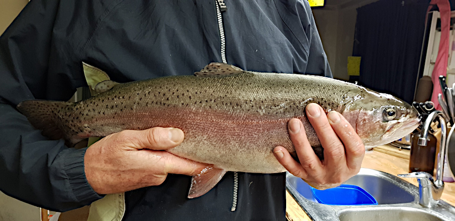Holding a 2.5kg Rainbow Trout