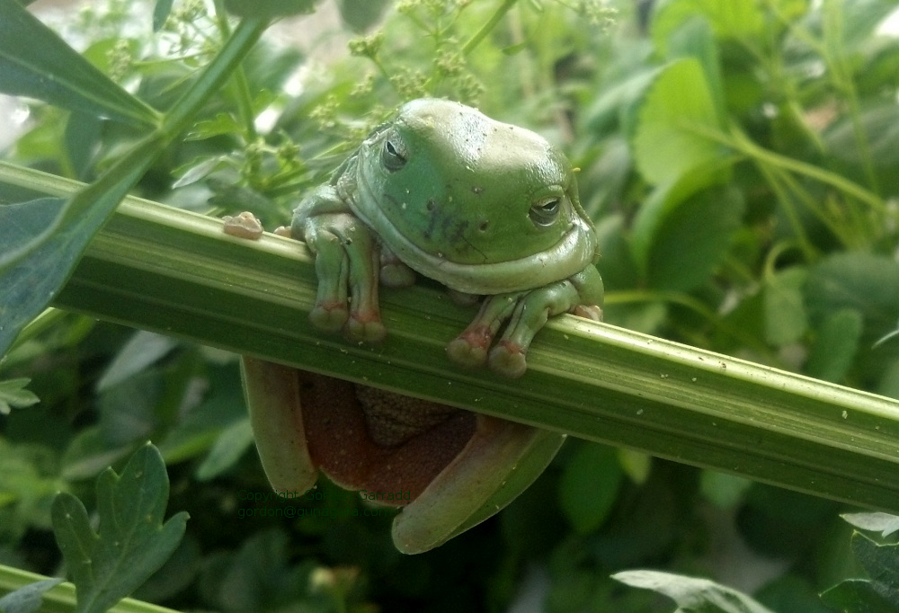 Green Tree Frog on celery