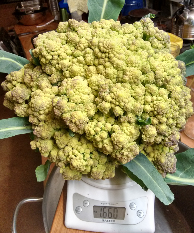 1.6kg romanesco broccoli
