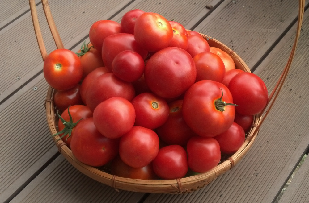 Yummy tomatoes!