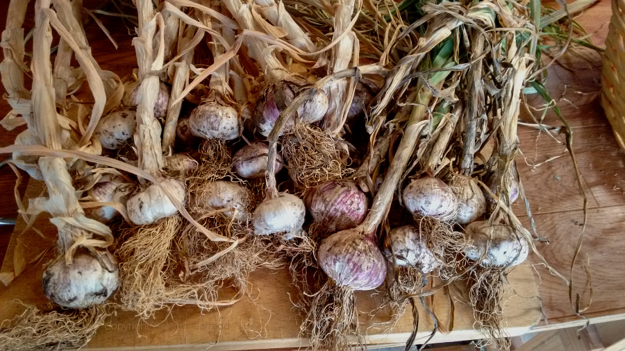 Nov-Dec garlic harvest